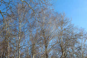 Работа 3903864