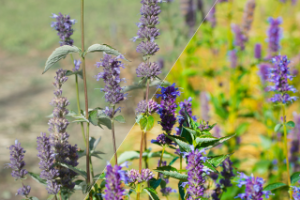 Работа 3365079