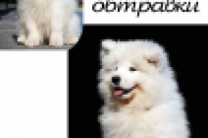 Работа 1373341