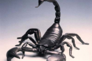 Яд голубого скорпиона в борьбе с раком