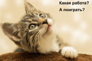 Воспитание котенка