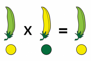 Ассортиментная политика