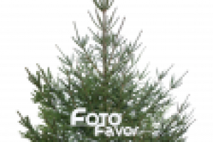 Работа 2151224