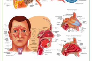 Плакат "Ухо, горло, нос"