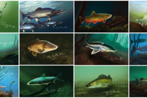Рыбы для календаря
