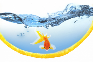 Рыбка в "аквариуме"