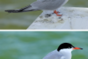 Обтравка, ретушь, цветокоррекция