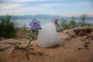 Цветок и снег