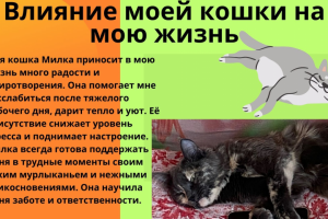 Презентация