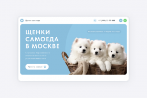 Щенки самоеда