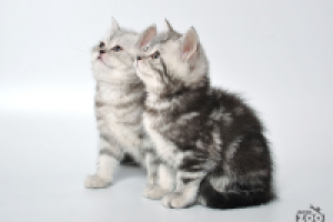 Съемка домашних животных