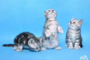 Съемка домашних животных