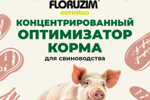 Инфографика ОЗОН и ВБ