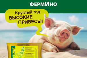 Инфографика ОЗОН и ВБ