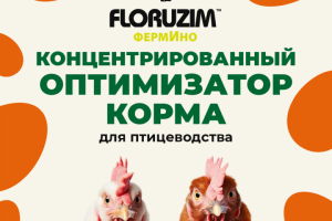 Инфографика ОЗОН и ВБ