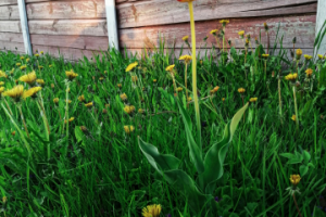 Красный тюльпан