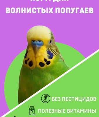 img4309937.png