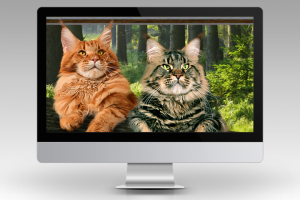 Коллаж для шапки сайта