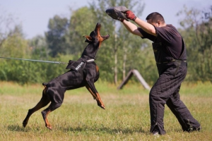 Дрессировка собак