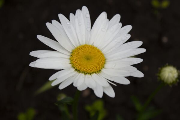 img4351316.png