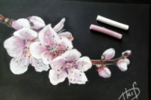 Ветвь сакуры