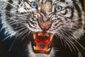 Морда белого тигра