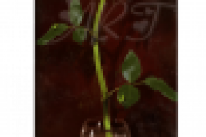 " Одинокая роза"