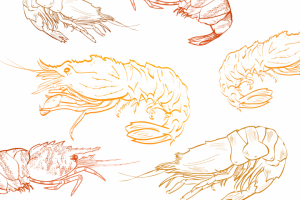 Отрисовка диких креветок для упаковки