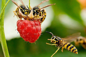 Сценарий для видео