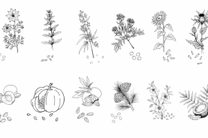 Серия иллюстраций для этикеток сыродавленного масла