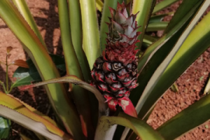 индийский ананас