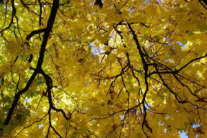 золотая осень