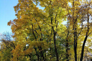 золотая осень