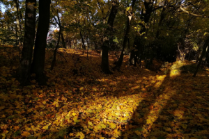 золотая осень