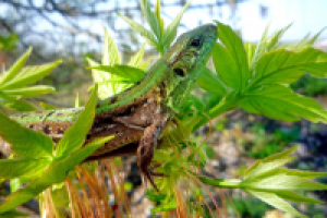 Работа 1412150