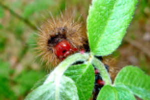 Работа 1412142