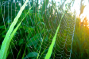 Работа 1412138