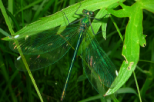 Работа 1412137