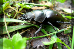 Работа 1412130