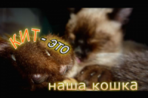 Домашний питомец