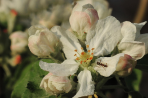 Яблоневый цвет...