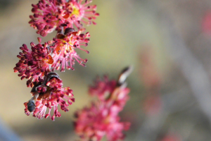 первоцветы...