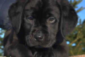 проект электроснабжения коттеджа