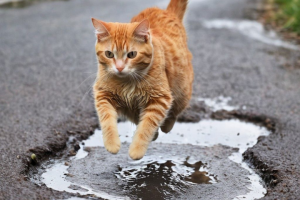 корм для питомцев