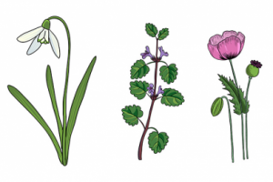 Векторная иллюстрация - лекарственные растения