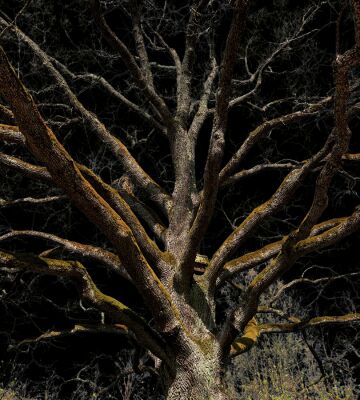 img4249908.png