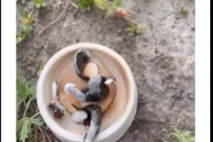 Ролик для продвижения Instagram аккаунта