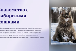 Презентация "Сибирские кошки"
