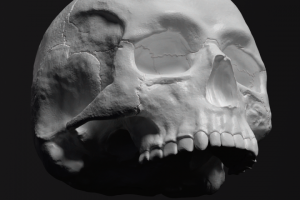 Череп под 3д печать