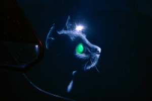 Лючок и крыло. Фольксваген Поло. Кот и луна.